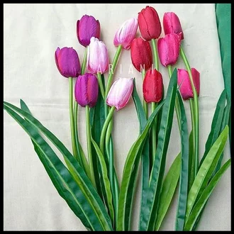 Detail Kembang Tulip Nomer 47