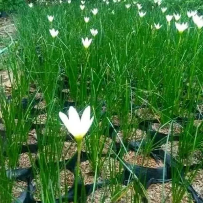 Detail Kembang Tulip Nomer 48