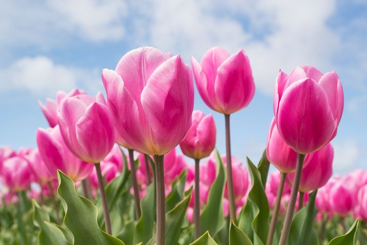 Detail Kembang Tulip Nomer 7