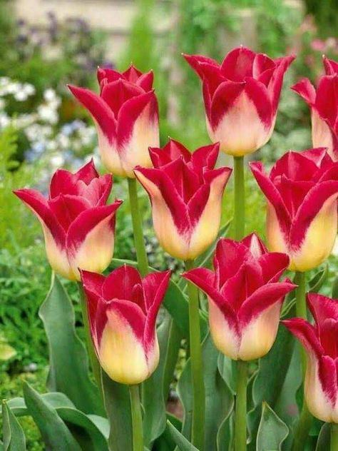 Detail Kembang Tulip Nomer 9