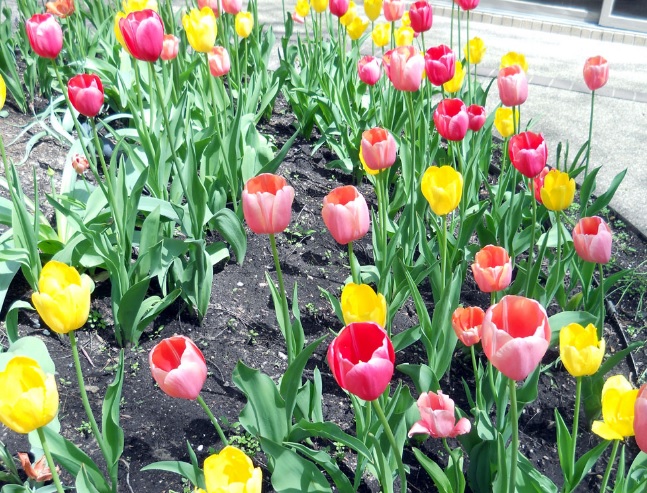 Detail Kembang Tulip Nomer 10