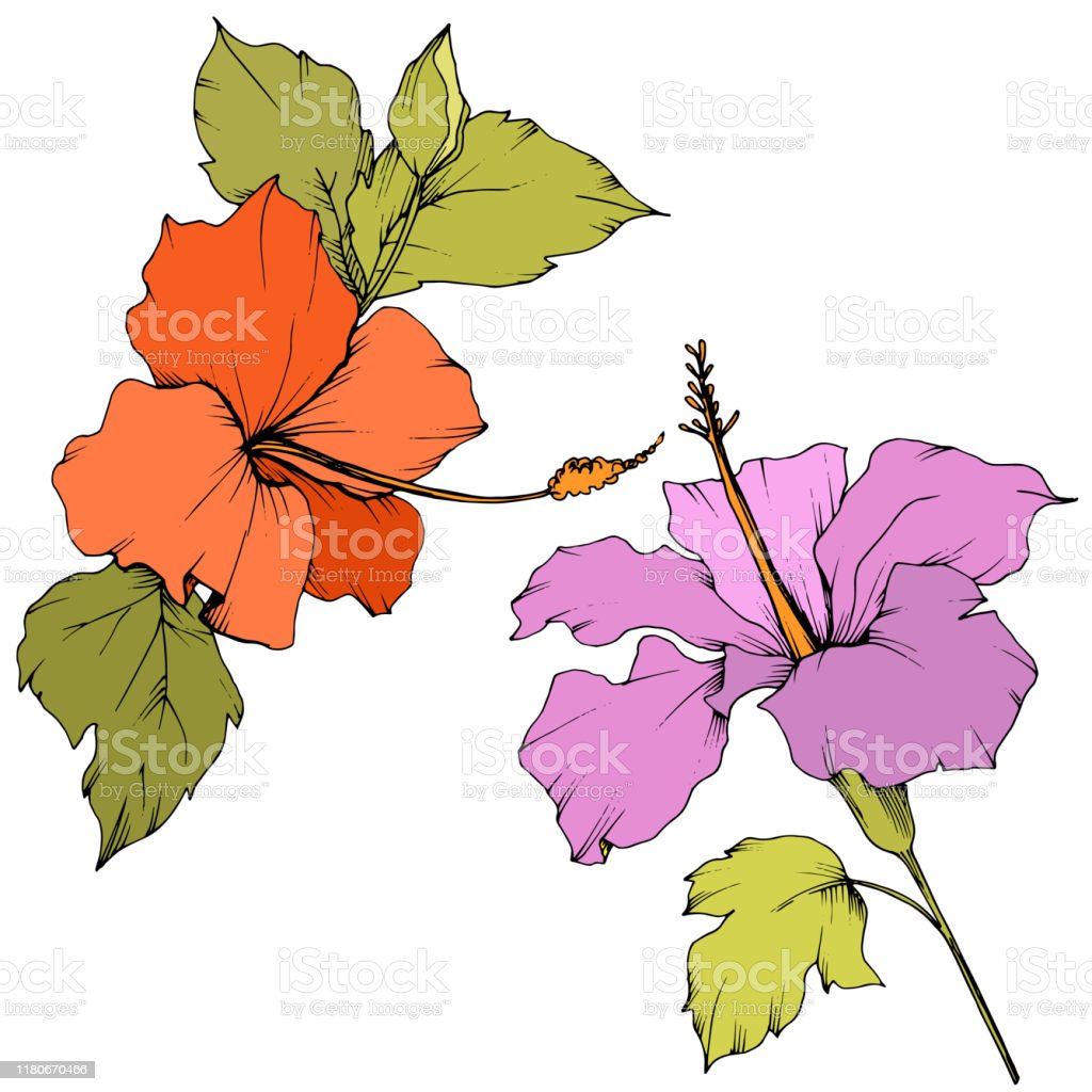 Detail Kembang Vector Nomer 32