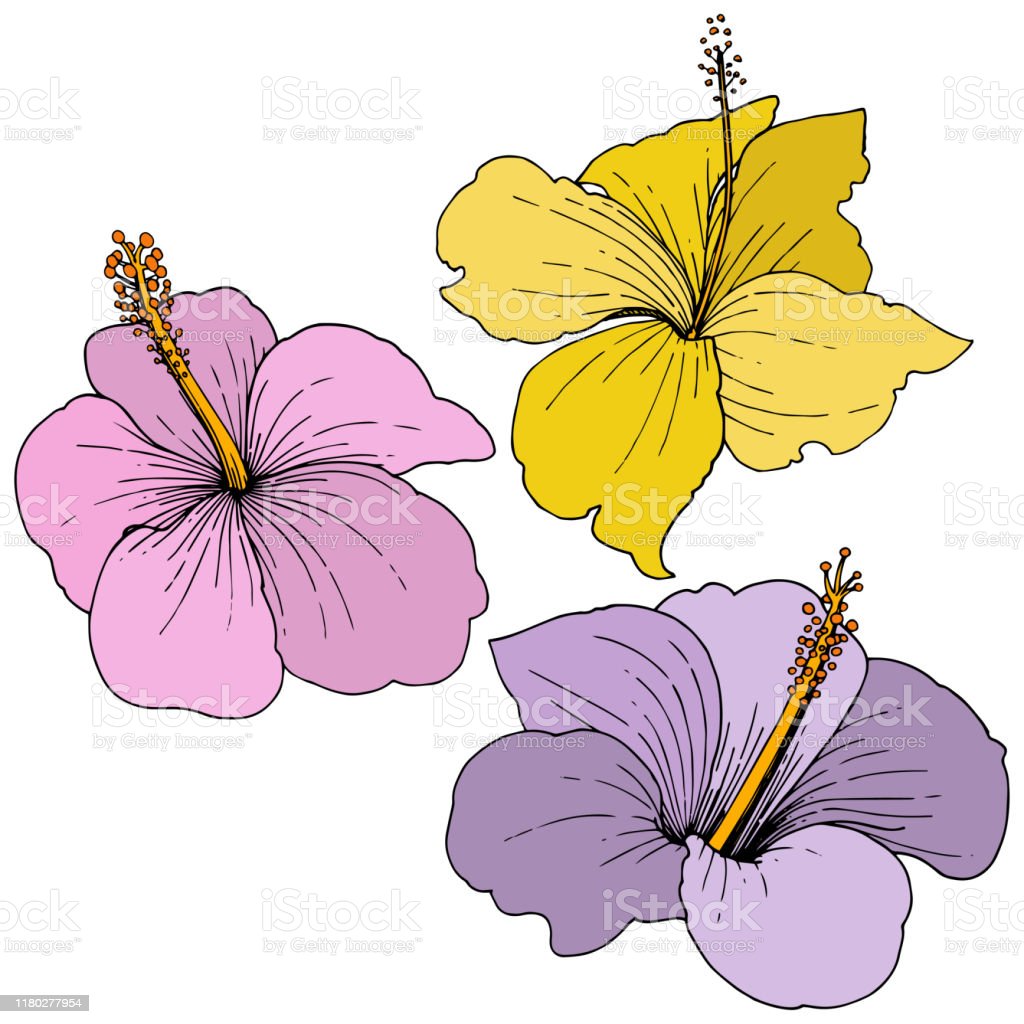 Detail Kembang Vector Nomer 56