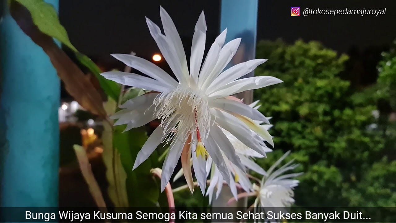 Detail Kembang Wijaya Kusuma Asli Nomer 33