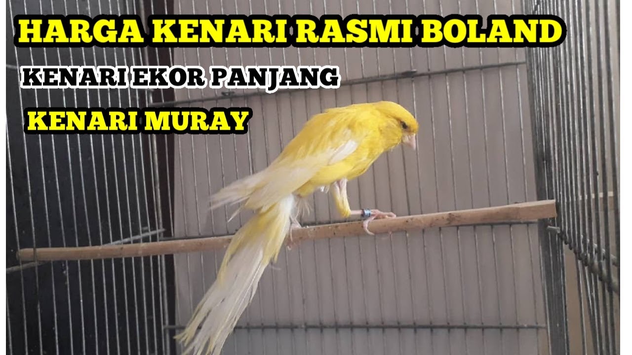 Kenari Ekor Panjang - KibrisPDR