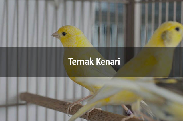 Detail Kenari Ekor Panjang Nomer 47