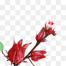 Bunga Rosella Png - KibrisPDR