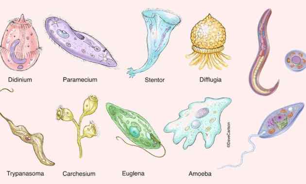 Detail Contoh Gambar Protozoa Nomer 2