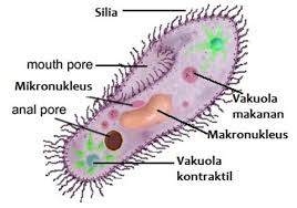 Detail Contoh Gambar Protozoa Nomer 19