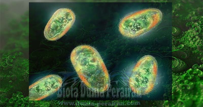 Detail Contoh Gambar Protozoa Nomer 20