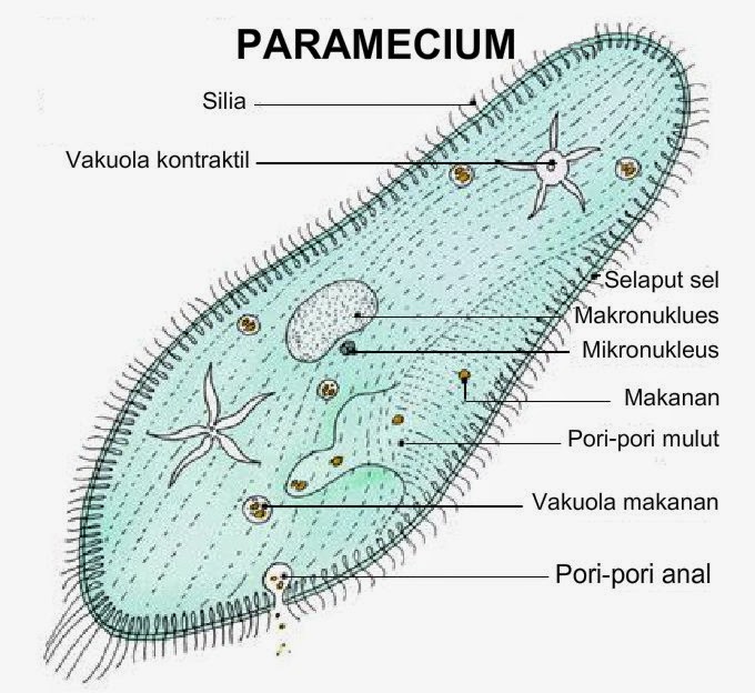 Detail Contoh Gambar Protozoa Nomer 25