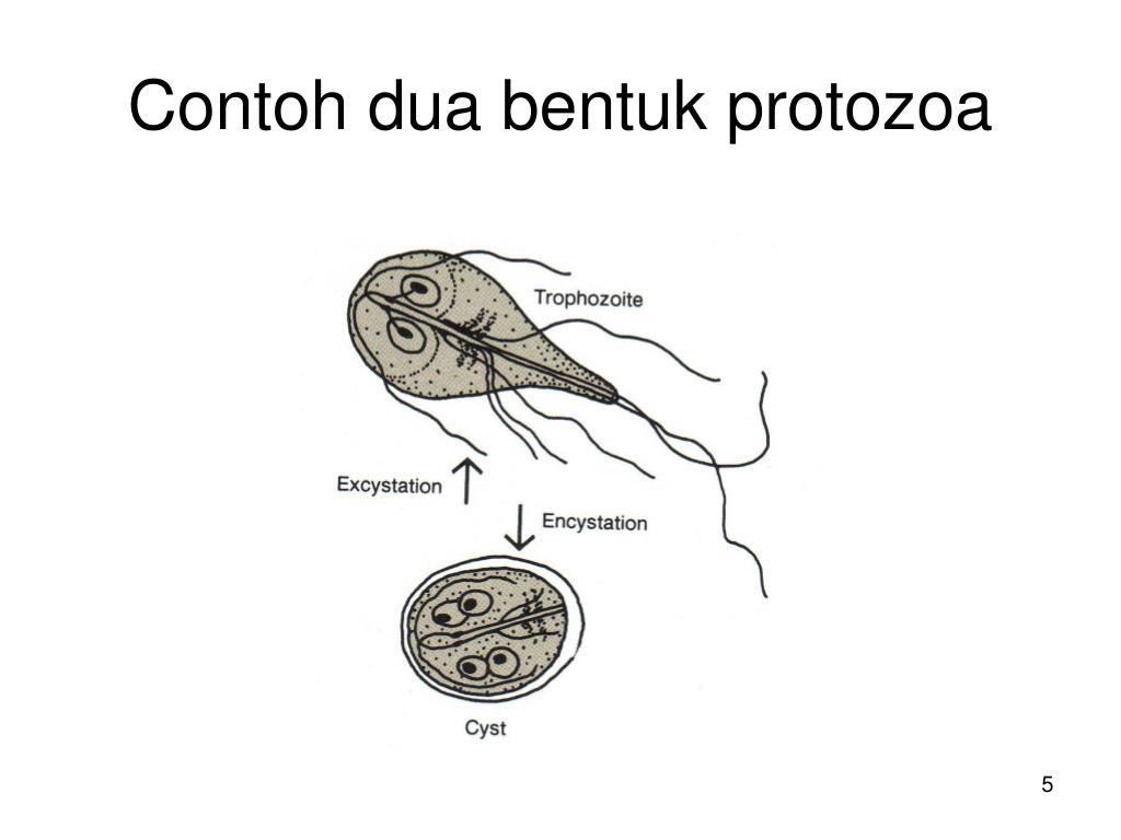 Detail Contoh Gambar Protozoa Nomer 38