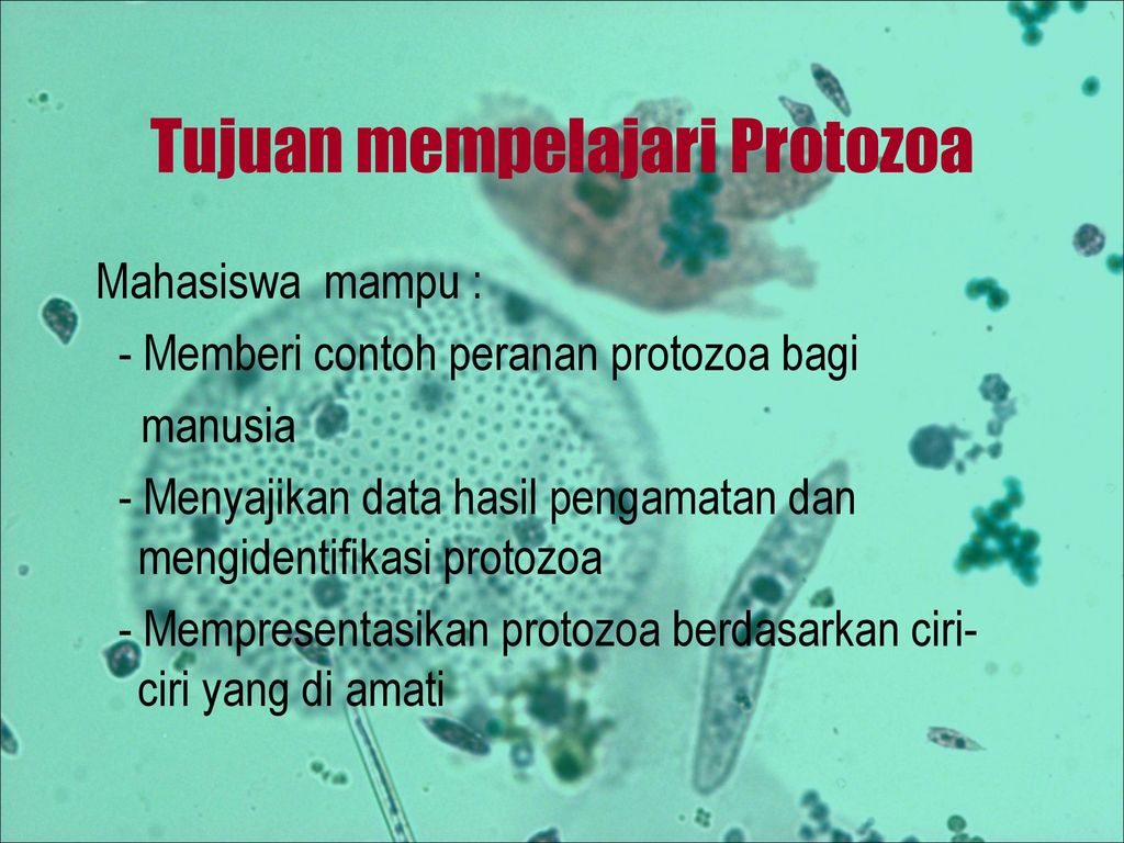 Detail Contoh Gambar Protozoa Nomer 39