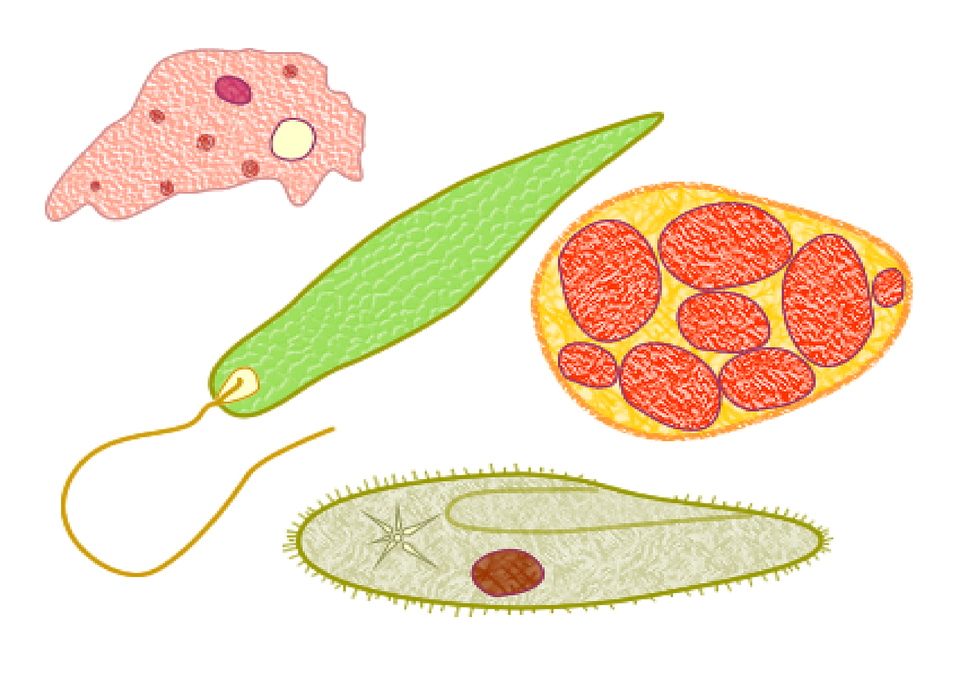 Detail Contoh Gambar Protozoa Nomer 44