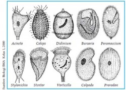 Detail Contoh Gambar Protozoa Nomer 50