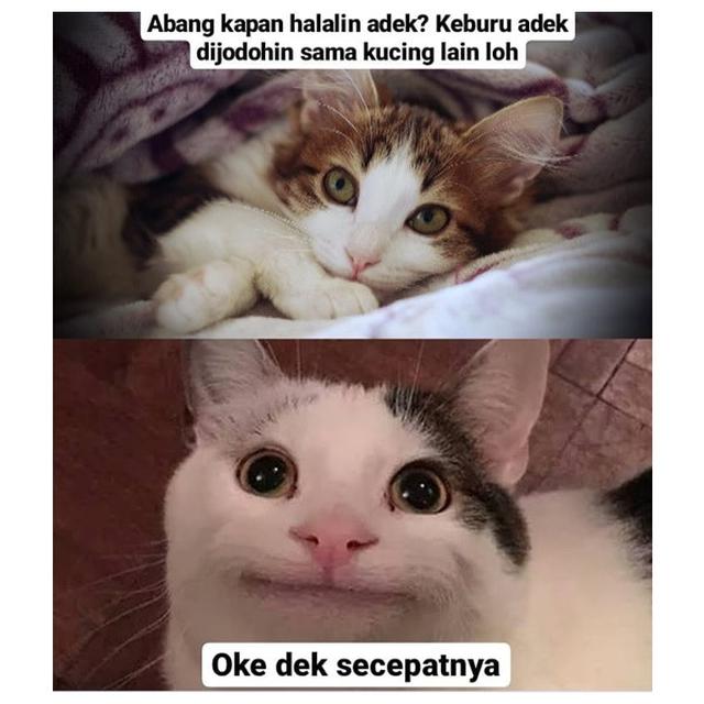 Detail Foto Kucing Senyum Nomer 29