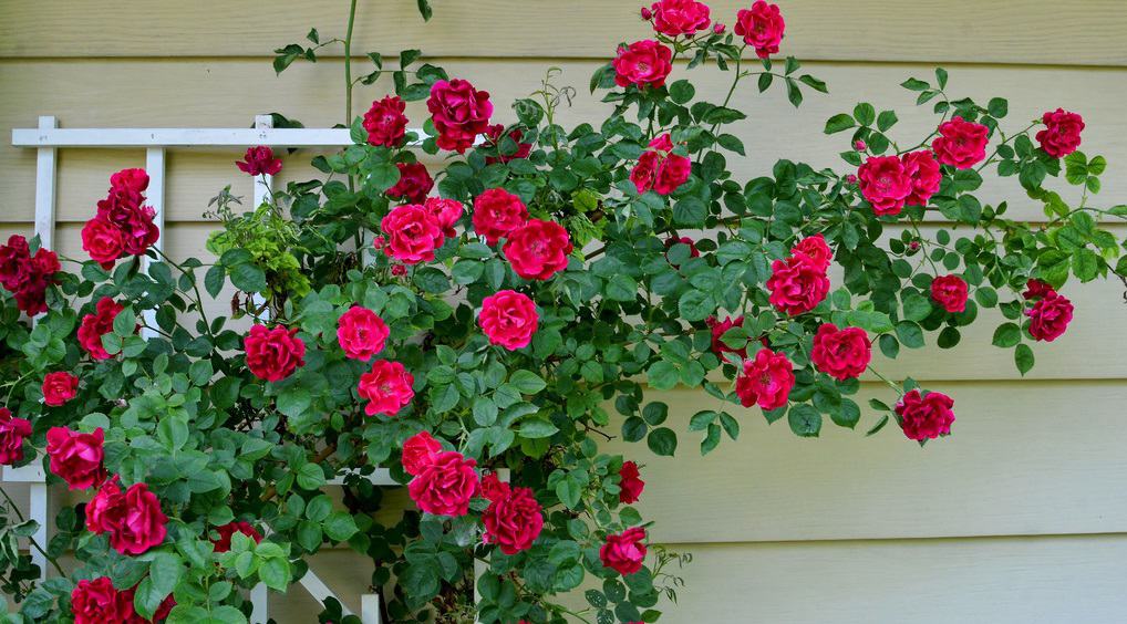 Detail Gambar Bunga Mawar Rose Nomer 15