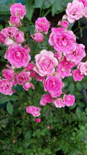 Detail Gambar Bunga Mawar Rose Nomer 21