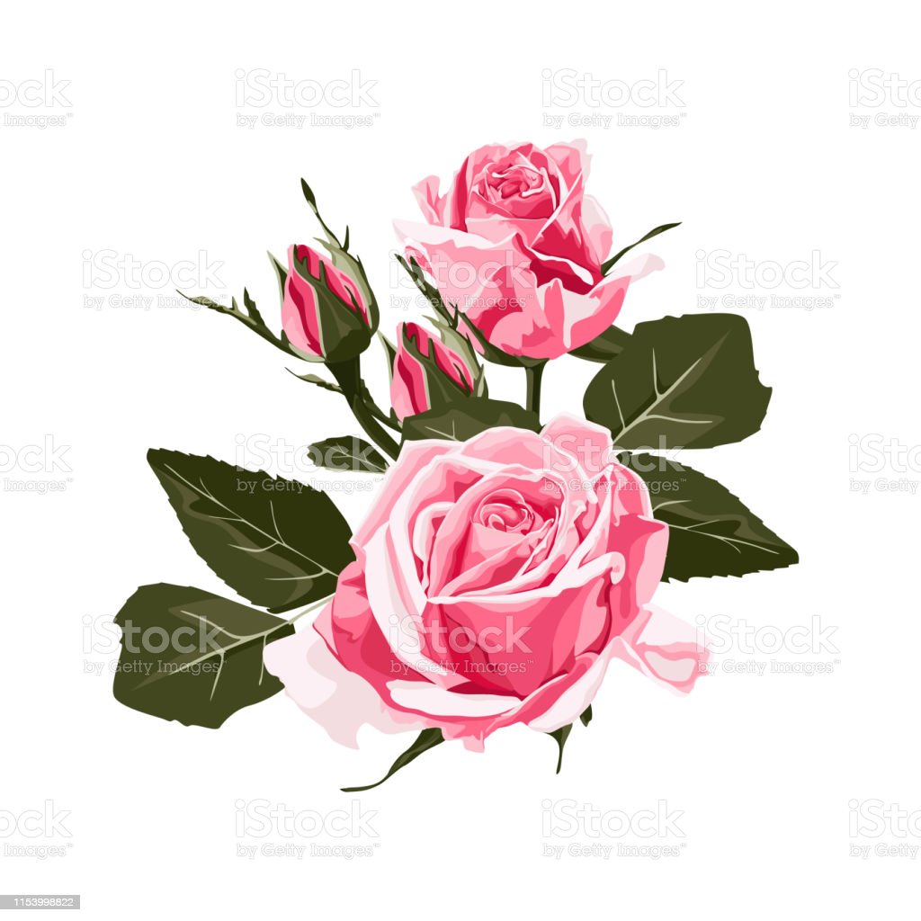 Detail Gambar Bunga Mawar Rose Nomer 39