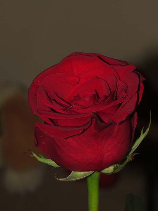 Detail Gambar Bunga Mawar Rose Nomer 7