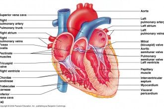 Gambar Kardiovaskuler Normal Anatomi Af The Heart - KibrisPDR