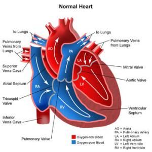 Detail Gambar Kardiovaskuler Normal Anatomi Af The Heart Nomer 2