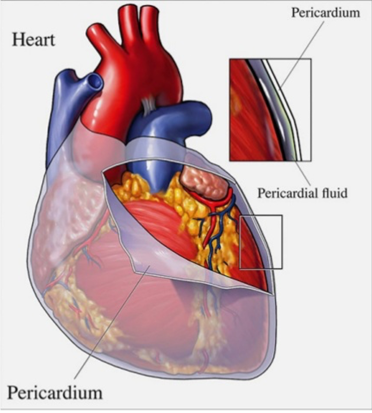 Detail Gambar Kardiovaskuler Normal Anatomi Af The Heart Nomer 25