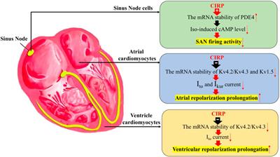 Detail Gambar Kardiovaskuler Normal Anatomi Af The Heart Nomer 30