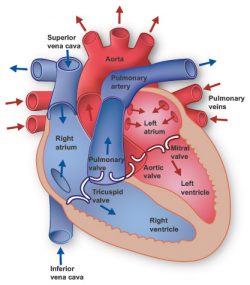 Detail Gambar Kardiovaskuler Normal Anatomi Af The Heart Nomer 5