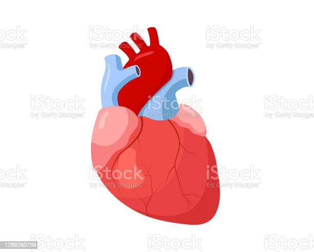 Detail Gambar Kardiovaskuler Normal Anatomi Af The Heart Nomer 37