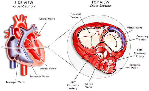 Detail Gambar Kardiovaskuler Normal Anatomi Af The Heart Nomer 40