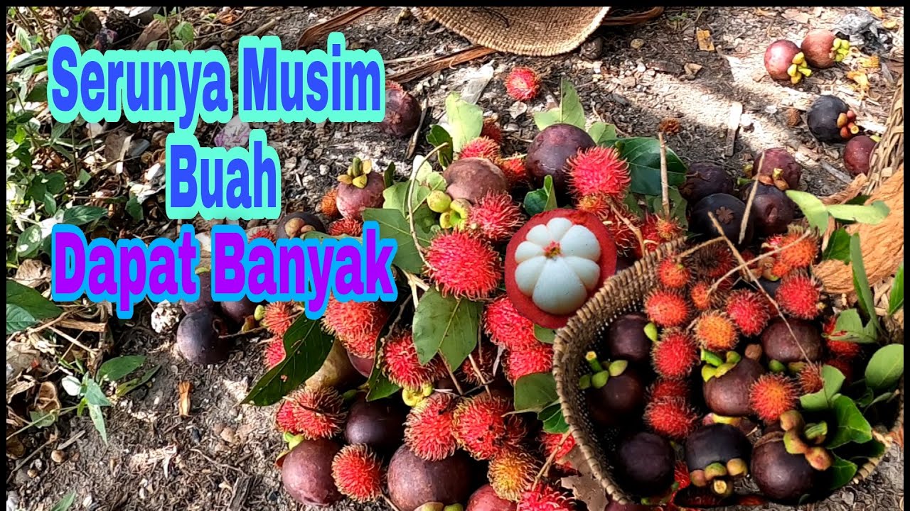 Detail Gambar Musim Buah Nomer 37