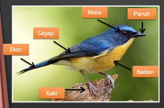 Detail Gambar Organ Hati Pada Tubuh Burung Merpati Dan Penjelasannya Nomer 2