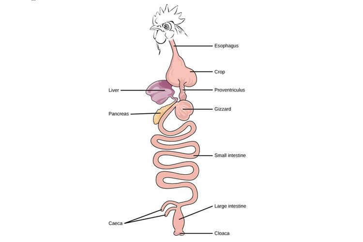 Detail Gambar Organ Hati Pada Tubuh Burung Merpati Dan Penjelasannya Nomer 13