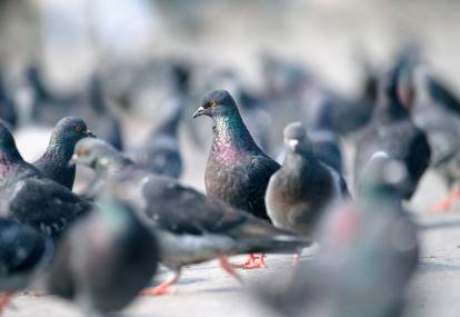 Detail Gambar Organ Hati Pada Tubuh Burung Merpati Dan Penjelasannya Nomer 18