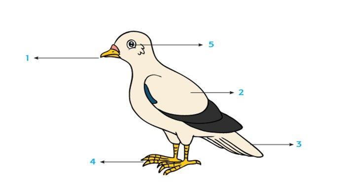 Detail Gambar Organ Hati Pada Tubuh Burung Merpati Dan Penjelasannya Nomer 3