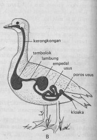 Detail Gambar Organ Hati Pada Tubuh Burung Merpati Dan Penjelasannya Nomer 23