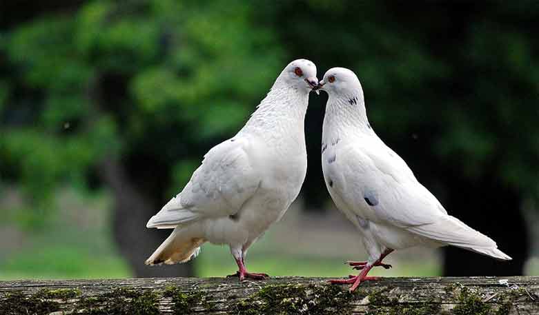 Detail Gambar Organ Hati Pada Tubuh Burung Merpati Dan Penjelasannya Nomer 28