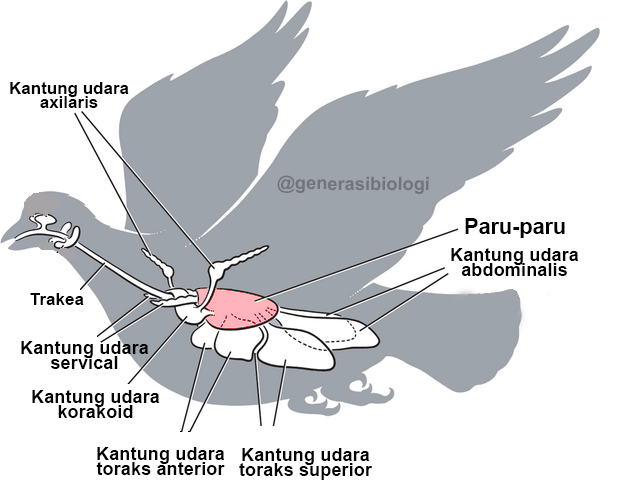 Detail Gambar Organ Hati Pada Tubuh Burung Merpati Dan Penjelasannya Nomer 4