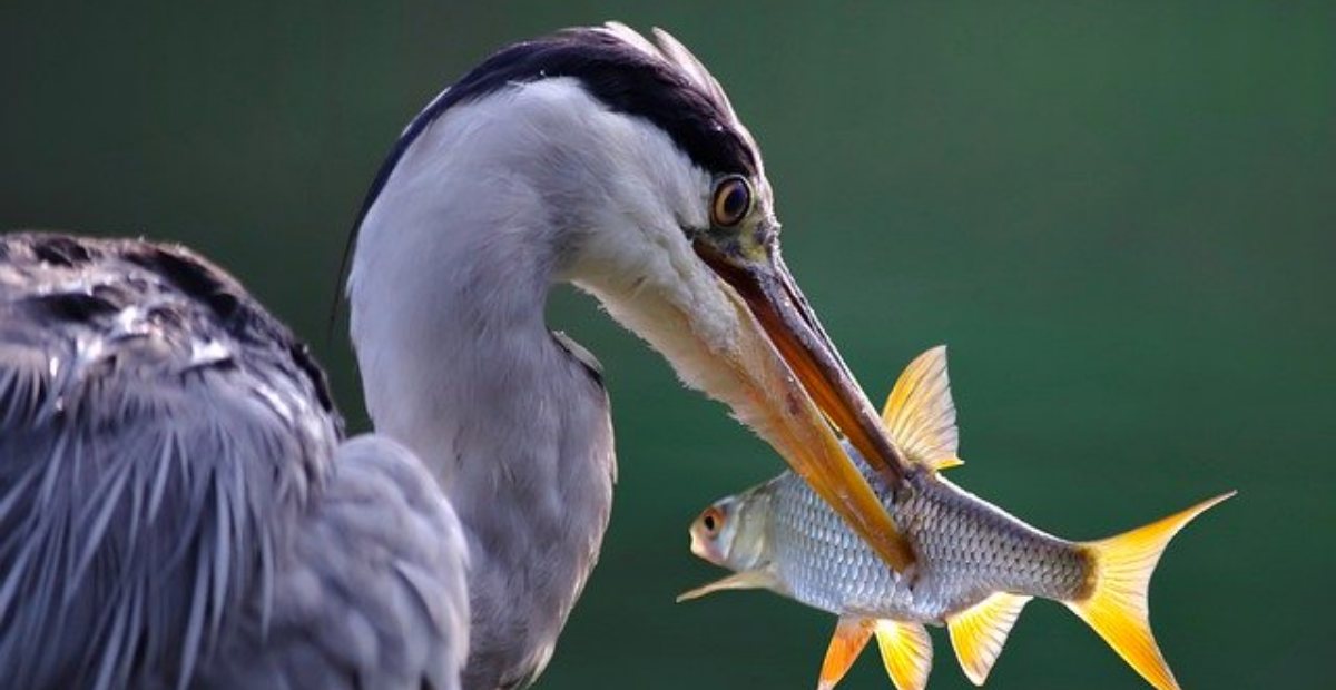 Detail Gambar Organ Hati Pada Tubuh Burung Merpati Dan Penjelasannya Nomer 31