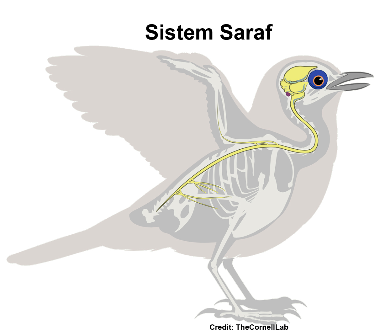 Detail Gambar Organ Hati Pada Tubuh Burung Merpati Dan Penjelasannya Nomer 37