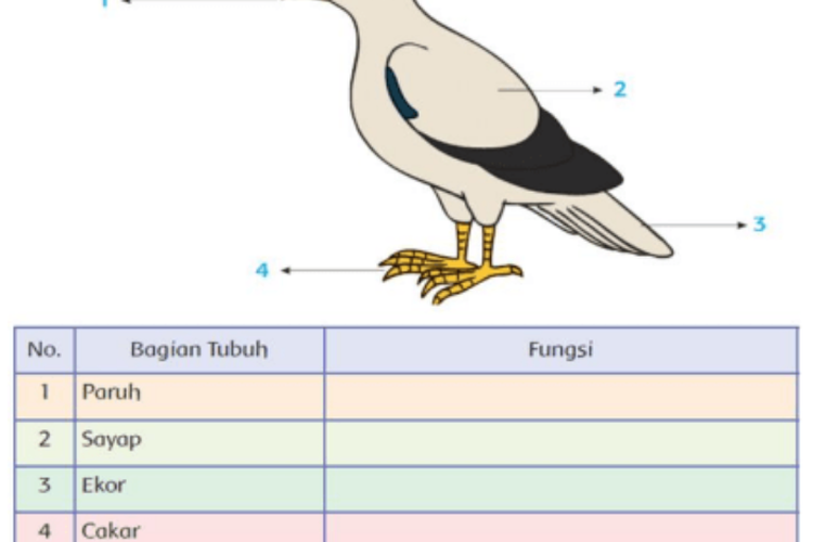 Detail Gambar Organ Hati Pada Tubuh Burung Merpati Dan Penjelasannya Nomer 5