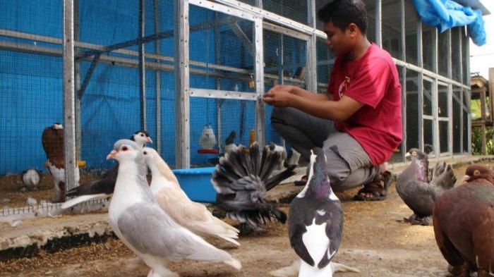 Detail Gambar Organ Hati Pada Tubuh Burung Merpati Dan Penjelasannya Nomer 39