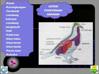 Detail Gambar Organ Hati Pada Tubuh Burung Merpati Dan Penjelasannya Nomer 41