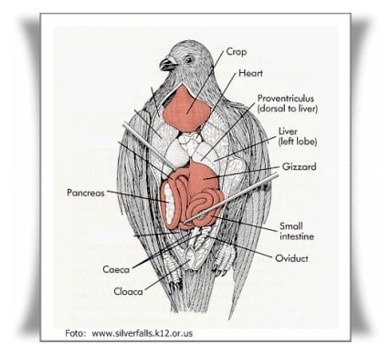 Detail Gambar Organ Hati Pada Tubuh Burung Merpati Dan Penjelasannya Nomer 7