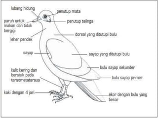 Detail Gambar Organ Hati Pada Tubuh Burung Merpati Dan Penjelasannya Nomer 9