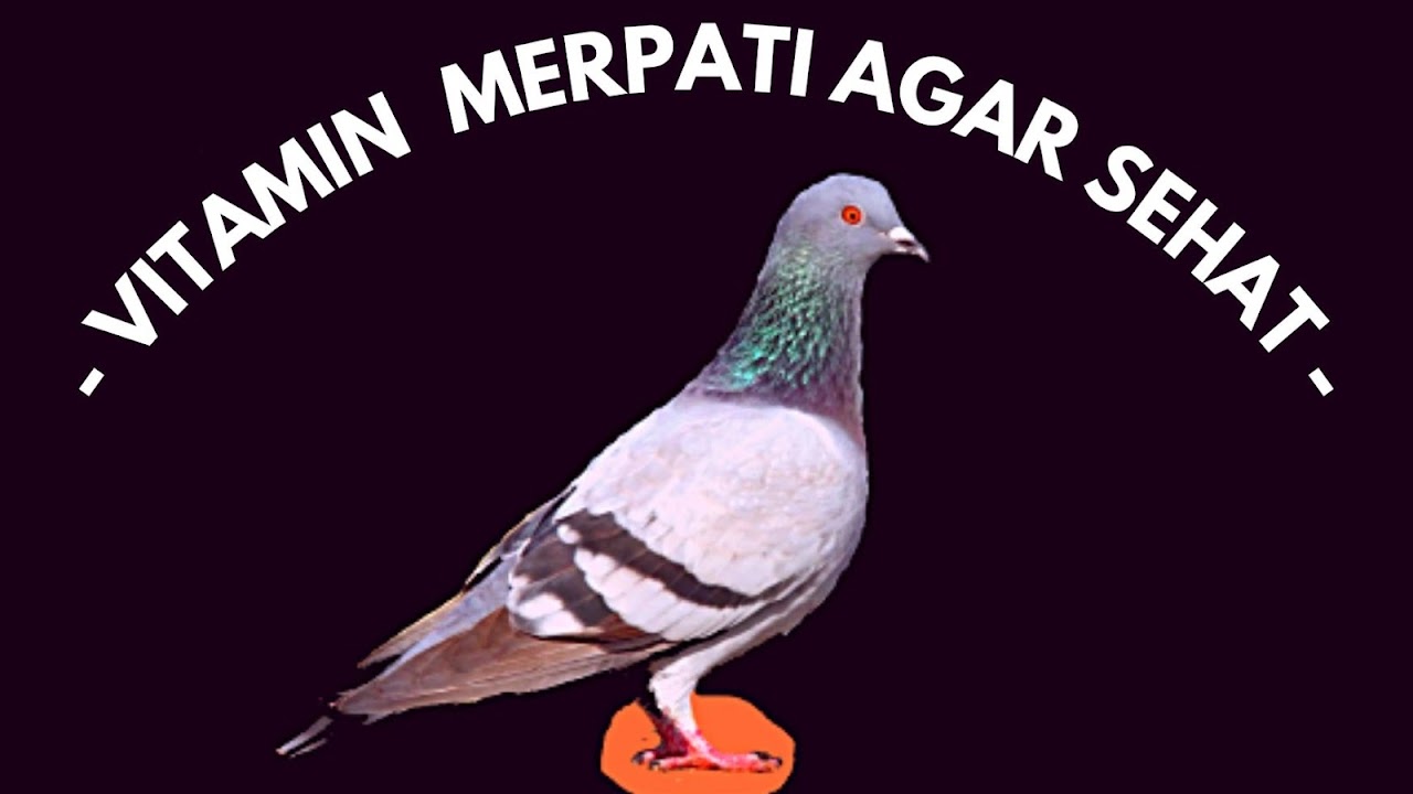 Detail Gambar Organ Hati Pada Tubuh Burung Merpati Dan Penjelasannya Nomer 10