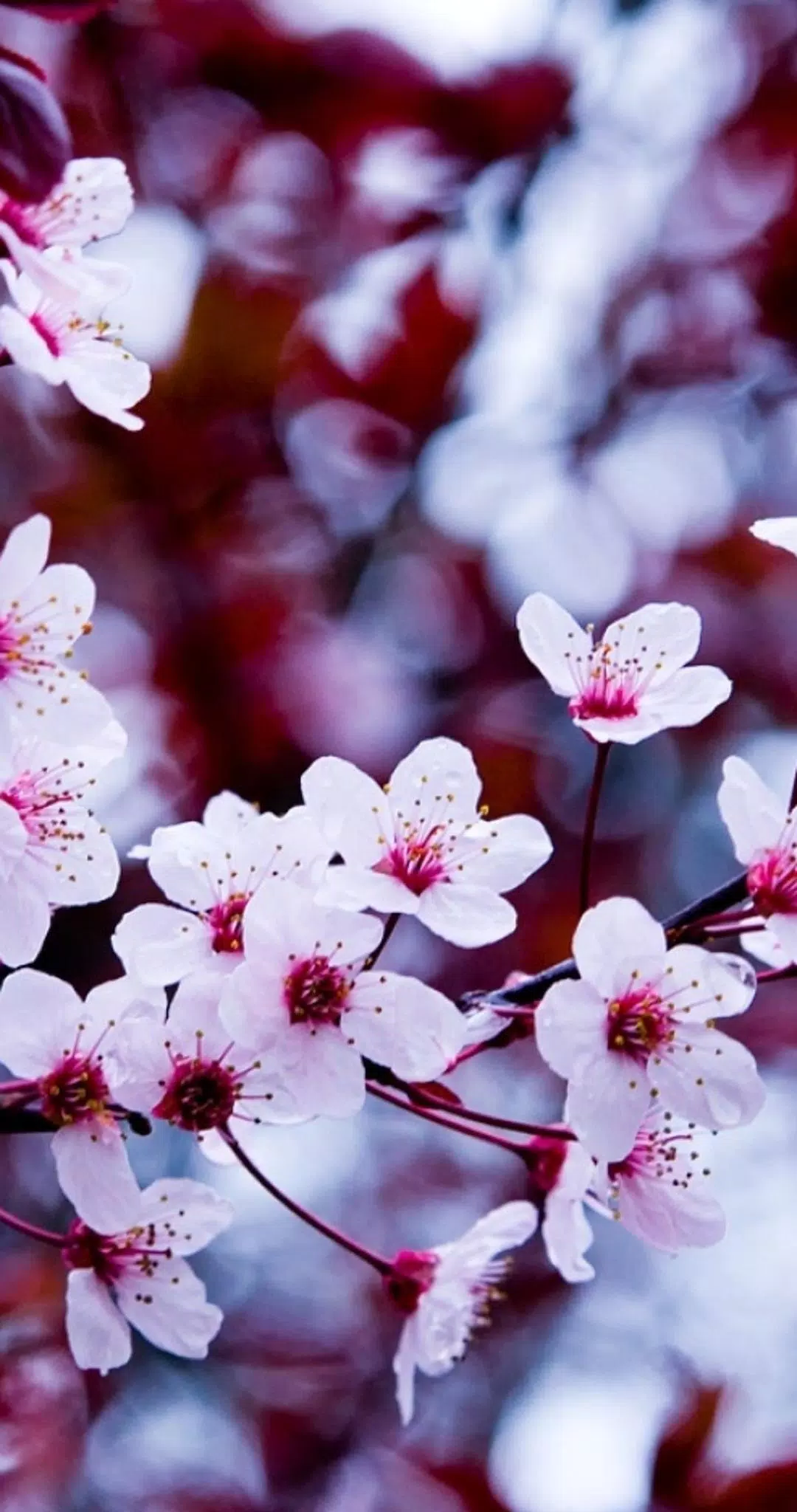 Detail Gambar Tangan Latar Bunga Sakura Resolusi Tinggi Kualitas Hd Nomer 2