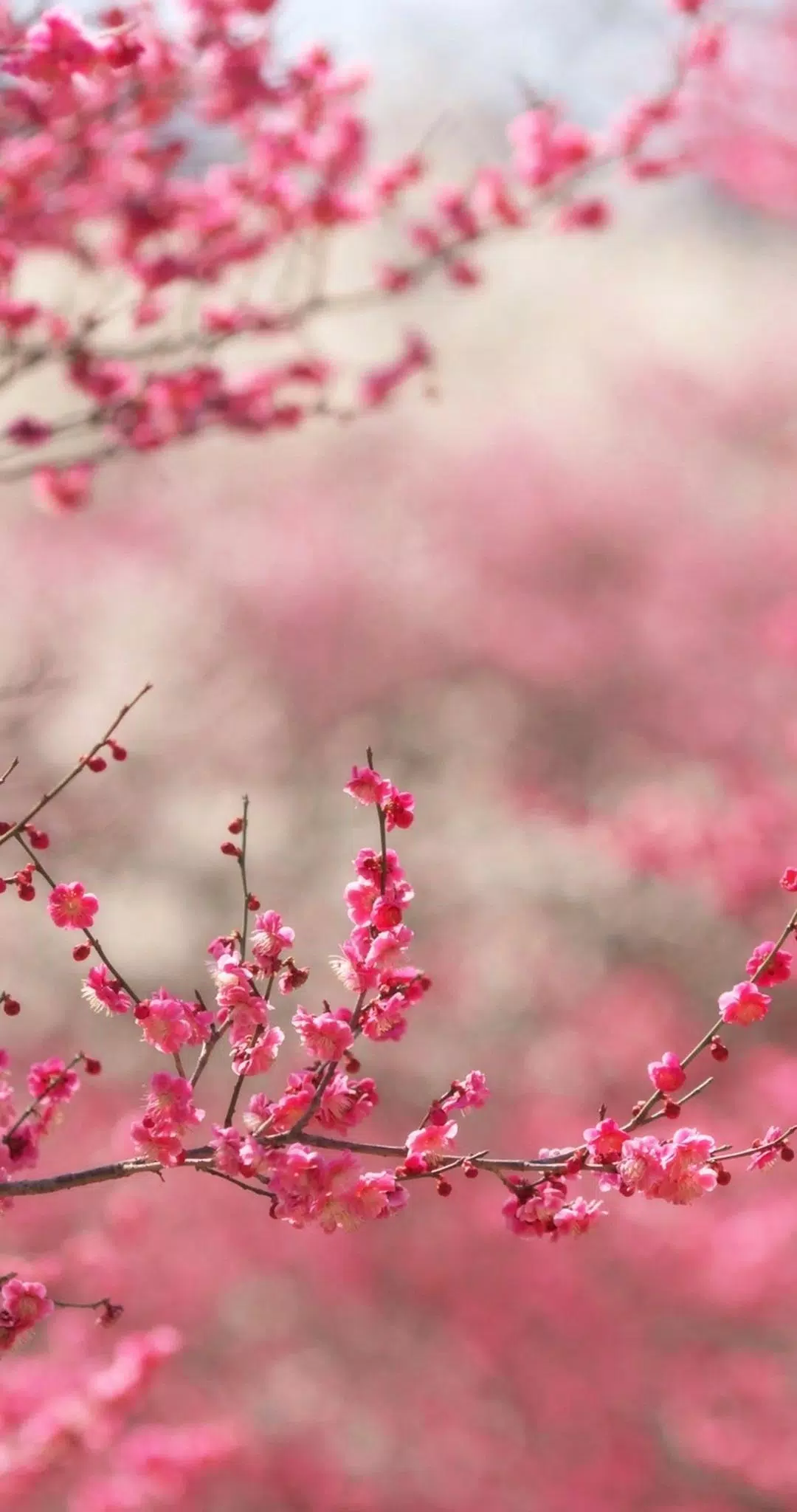 Detail Gambar Tangan Latar Bunga Sakura Resolusi Tinggi Kualitas Hd Nomer 4