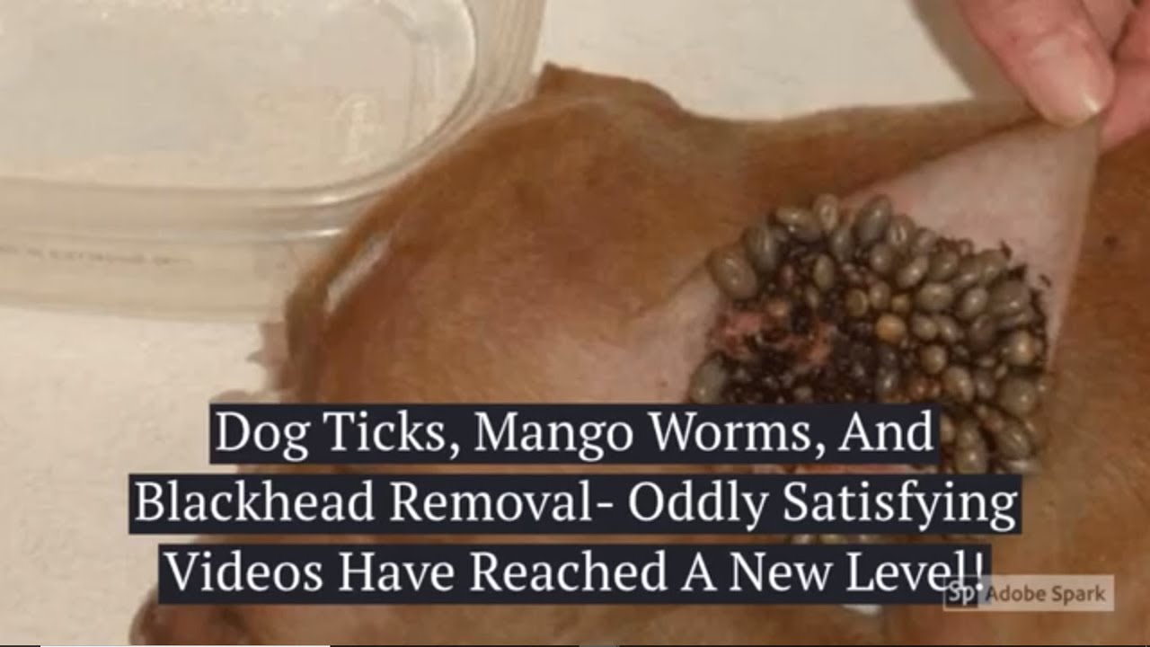 Detail How Does A Dog Get Mango Worms Nomer 17
